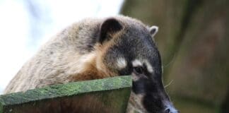 Ein Nasenbär beim Zahnarzt:  Zoo Osnabrück kooperiert für die Gesundheit seiner Tiere mit Experten