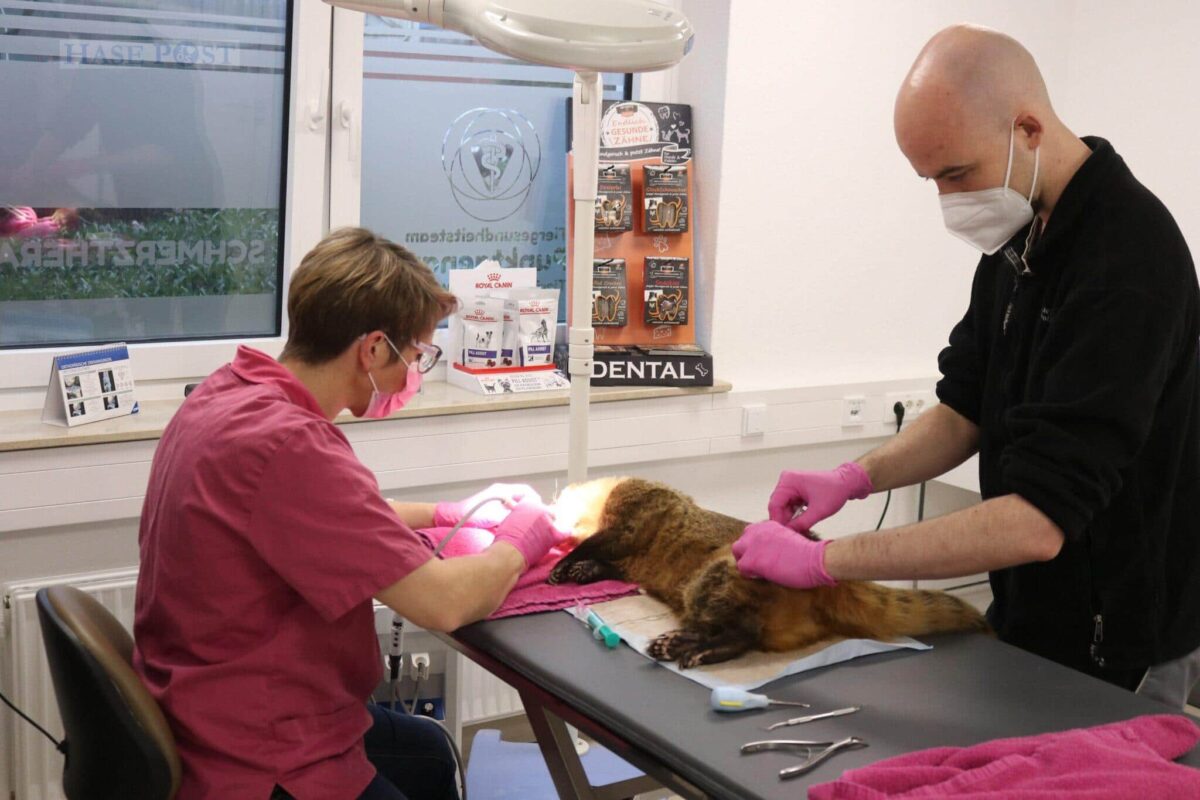 Ein Nasenbär beim Zahnarzt: Zoo Osnabrück kooperiert für die Gesundheit seiner Tiere mit Experten