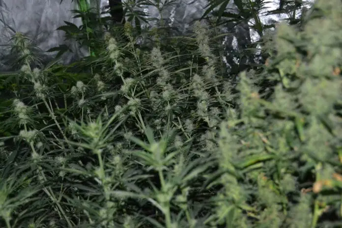 Marihuana-Plantage (Symbolbild) / Foto: PI Osnabrück