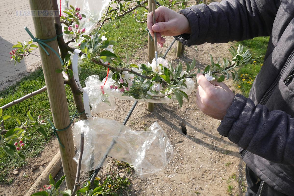 Die Blüten der Muttersorte werden mit Microporenbeutel vor unkontrollierter Bestäubung geschützt. / Foto: Hochschule Osnabrück