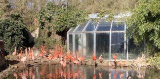 Flamingos Zoo