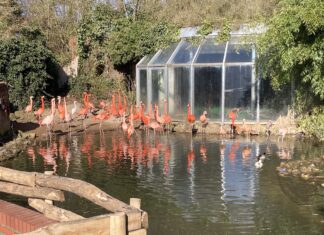 Flamingos im Zoo Osnabrück / Foto: Schulte