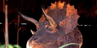 Modell eines Triceratops / Foto: PR Wagner Medienkommunikation