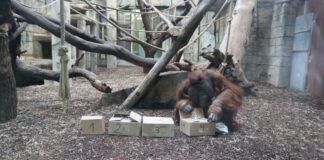 Bereits im Januar hat Orang-Utan Buschi die erste Gewinnerin von „Buschi’s Spendenmarathon“ ausgelost. Die Gewinnerin kommt aus Mannheim und wird im Mai den Zoo Osnabrück besuchen, um ihren Gewinn einzulösen. / Foto: Zoo Osnabrück (Jan Banze)
