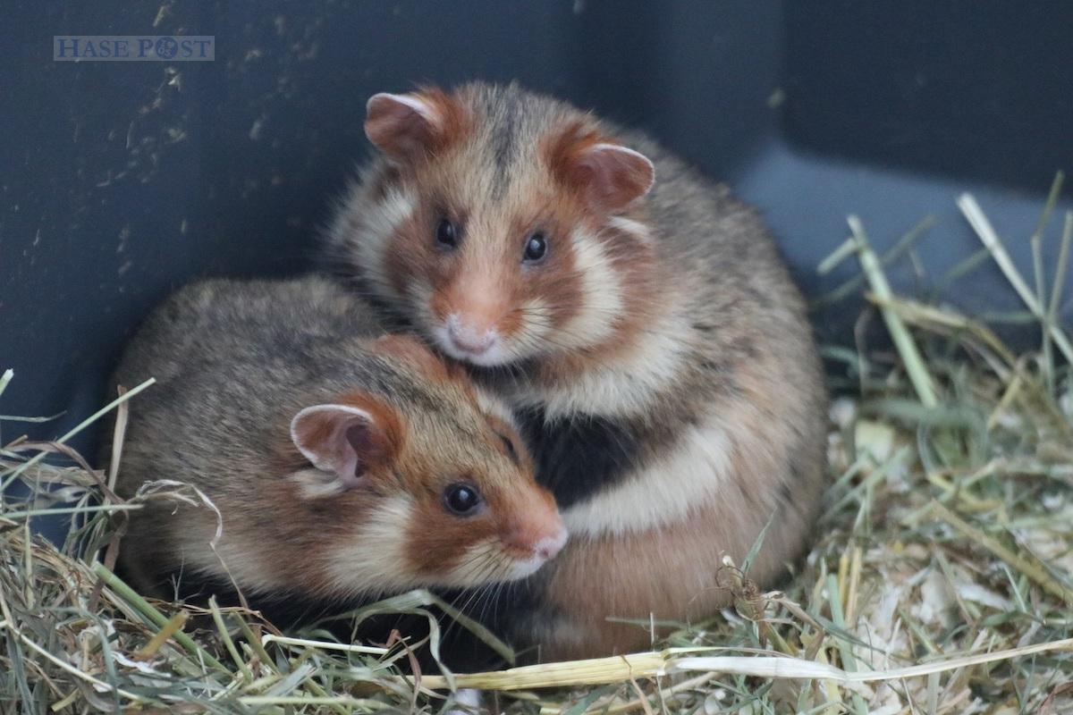 European hamsters are solitary, meet only for mating and avoid each other.  The endangered animals are bred at Osnabrück Zoo to be released into the wild.  Photo: Zoo Osnabruck / Jan Banze
