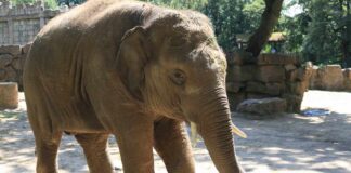 Im Zoo Osnabrück ist der fast fünfjährigen Asiatische Elefant Minh-Tan an einer Herpesinfektion erkrankt. / Foto: Zoo Osnabrück/Lisa Simon