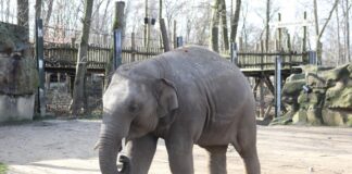 Der Gesundheitszustand des fünfjährigen Elefatenbullen Minh-Tan ist gut, die Behandlung des Dickhäuters scheint anzuschlagen. / Foto: Zoo Osnabrück / Lisa Simon