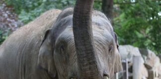 Minh-Tan ist auf dem Weg der Besserung, auch wenn der Zoo noch keine endgültige Entwarnung geben kann. Er ist allerdings schon wieder auf der Außenanlage der Elefanten zu sehen. / Foto: Zoo Osnabrück (Lisa Simon)