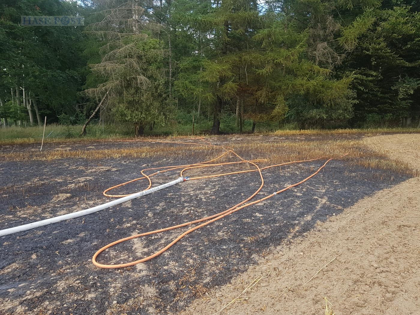 Großalarm: Feld brennt, Feuerwehr kann Waldbrand gerade noch verhindern