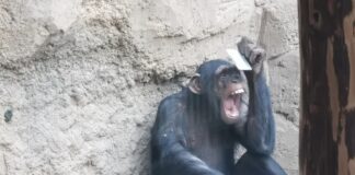 Schimpansen im Zoo Osnabrück