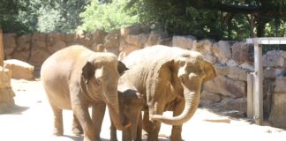 AutomatiscMitglieder des „Team Elefant Osnabrück“ unterstützen sowohl die Asiatischen Elefanten in der Wildbahn als auch im Zoo Osnabrück. / Foto: Zoo Osnabrückh gespeicherter Entwurf