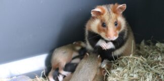 Das Feldhamster-Weibchen kümmert sich in den ersten Lebenswochen liebevoll um seine nackt und blind geborenen Jungtiere – die Männchen beteiligen sich nicht an der Jungenaufzucht. / Foto: Zoo Osnabrück