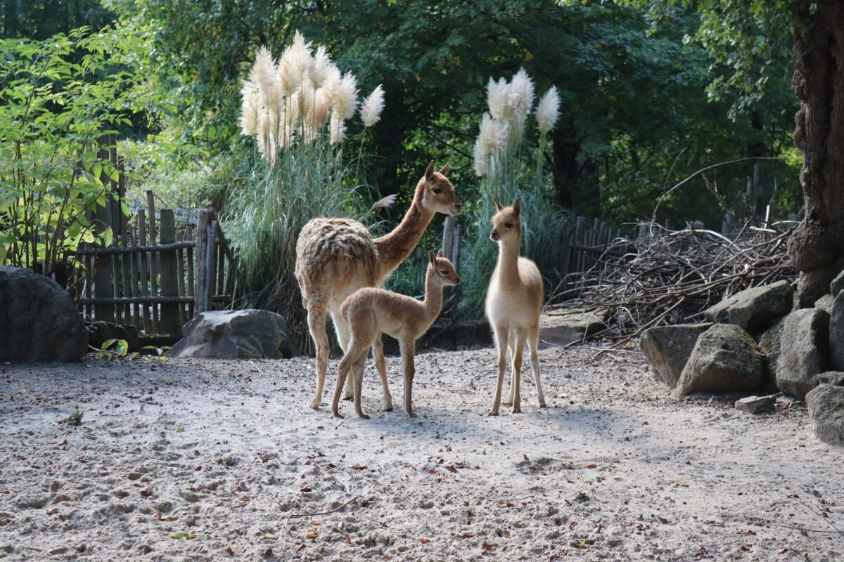 Keine drei Monate älter ist Lani (r.), die Halbschwester des diese Woche geborenen Vikunja-Jungtieres Lorin. / Foto: Zoo Osnabrück (Lara Holzkamp)