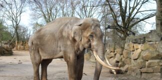 Neun Jahre lang lebte Elefantenbulle Luka im Zoo Osnabrück, bis er am vergangenen Mittwoch eingeschläfert werden musste. / Foto: Zoo Osnabrück (Denise Matthey)