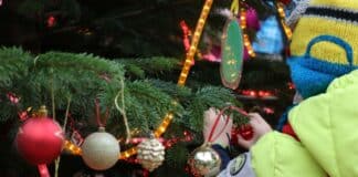 Im Zoo Osnabrück können sich wieder Schulklassen für das Schmücken des großen Weihnachtsbaumes anmelden. / Foto: Zoo Osnabrück