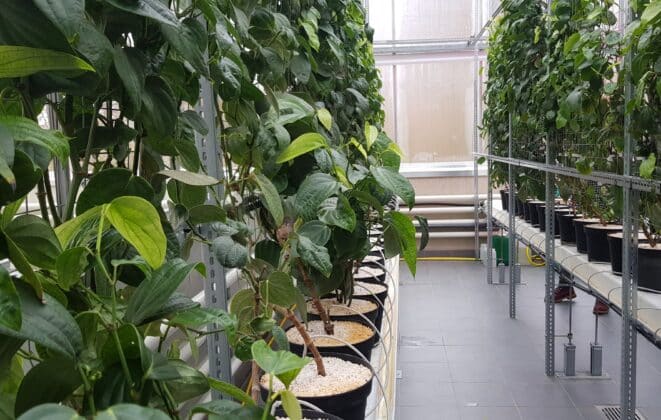 Ernährung der Zukunft: Hochschule Osnabrück eröffnet Indoor-Farm