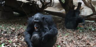 Schimpansenweibchen Vakanga kümmert sich routiniert und liebevoll um ihren Nachwuchs. / Foto: zoo Osnabrück (Katja Lammers)
