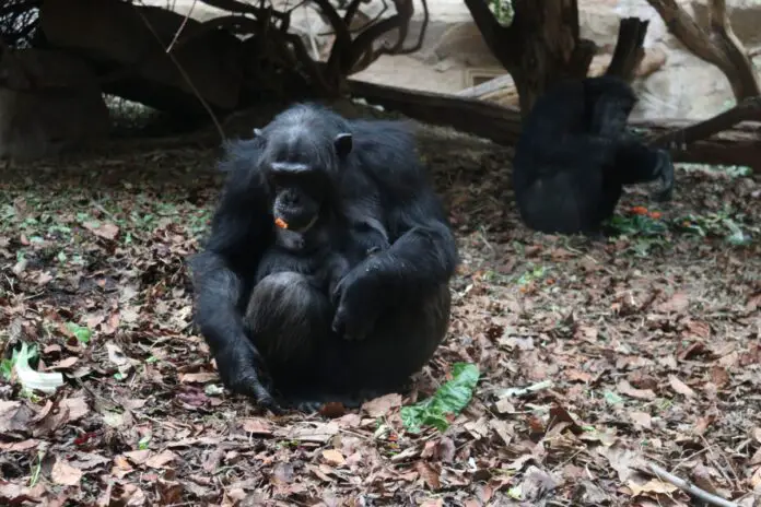 Schimpansenweibchen Vakanga kümmert sich routiniert und liebevoll um ihren Nachwuchs. / Foto: zoo Osnabrück (Katja Lammers)