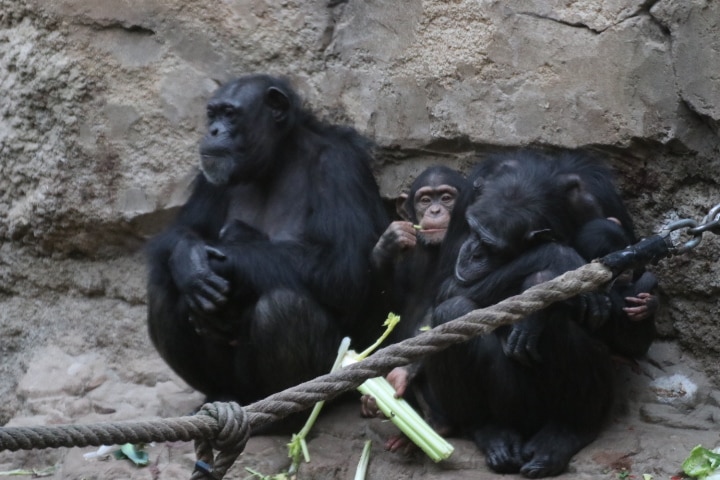 Schimpansen kümmern sich die Weibchen um den Nachwuchs, wie Vakanga und Vanessa im Zoo Osnabrück. / Foto: Zoo Osnabrück (Katja Lammers)