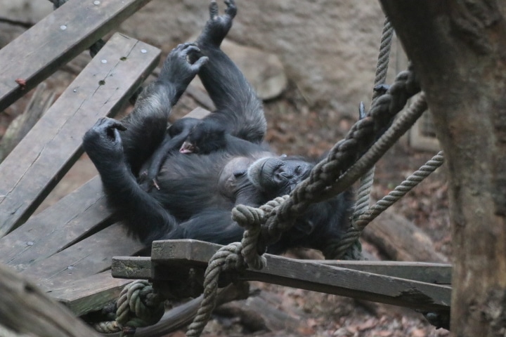 Chimpansenweibchen Vakanga kümmert sich routinert und liebevoll um ihren Nachwuchs.  / Photo: Zoo Osnabrück (Katja Lammers)