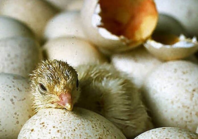 Kükentöten-Verbot hat laut Foodwatch Tierschutz nicht verbessert