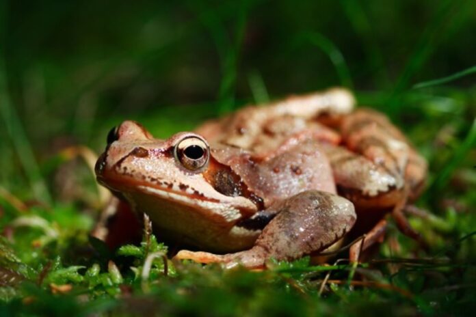 Pestizide schaden Amphibien wie beispielsweise Fröschen. Welchen Faktor sie genau für das enorme Artensterben spielen, will ein Team der Uni Osnabrück mithilfe von Computermodellen untersuchen. / Foto: Kroefel