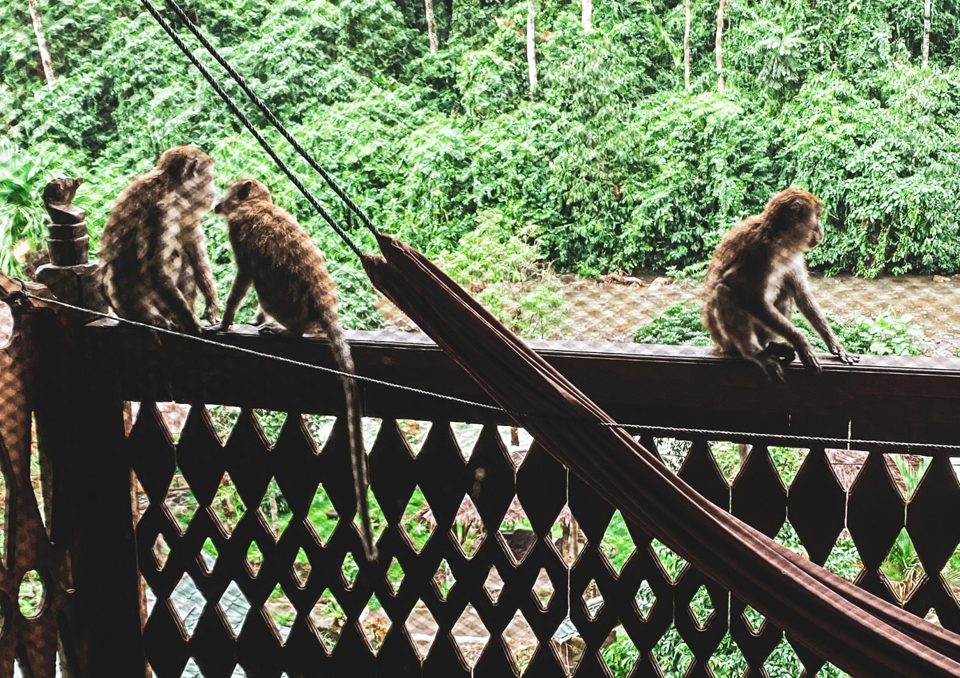 Monyet menyambut mereka setiap hari di balkon mereka.  / foto: pribadi