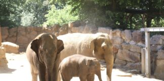 Am 11. und 12. März findet im Zoo Osnabrück das Aktionswochenende „Zoo zum ½ Preis“ statt. Dann zahlen Besucher 50 Prozent des Tageseintrittspreises plus 3 Euro für den Umbau der Elefantenanlage. / Foto: Zoo Osnabrück
