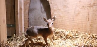 Das Kirk-Dikdik Jungtier ist Ende Januar im Zoo Osnabrück zur Welt gekommen / Foto: Zoo Osnabrück/Lara Holzkamp