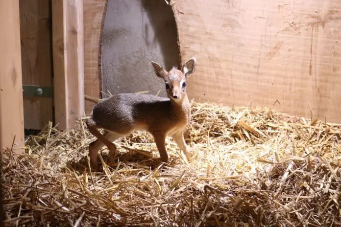 Das Kirk-Dikdik Jungtier ist Ende Januar im Zoo Osnabrück zur Welt gekommen / Foto: Zoo Osnabrück/Lara Holzkamp Das Kirk-Dikdik Jungtier ist Ende Januar im Zoo Osnabrück zur Welt gekommen / Foto: Zoo Osnabrück/Lara Holzkamp