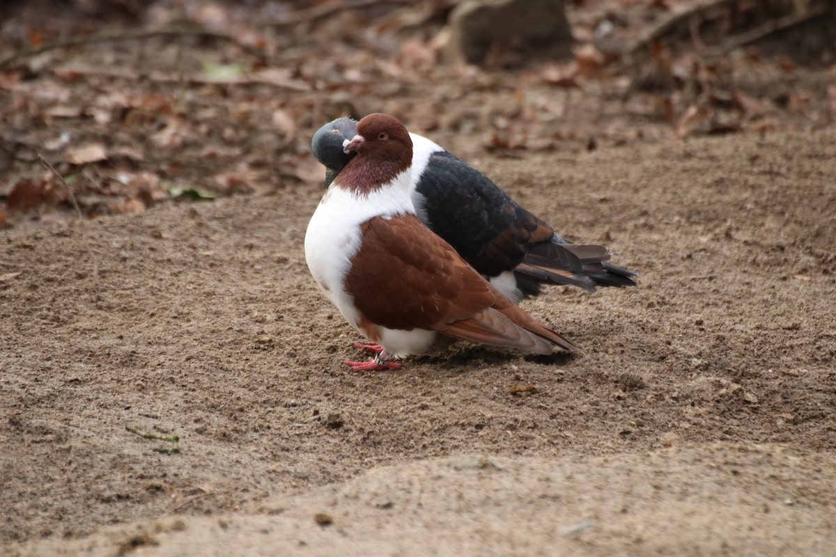 Zwei der neuen Strasser Tauben turteln im Osnabrücker Zoo./ Foto: Zoo Osnabrück/Denise Matthey