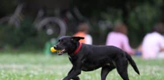 Hund spielt mit Ball