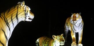 Noch bis zum 10. April locken die Zoo-Lights an den Schölerberg. / Foto: Diana Reuvekamp
