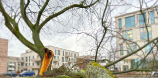 80 Jahre alter Ahorn im Osnabrücker Wissenschaftspark unter Schneelast gebrochen. / Foto: Pohlmann