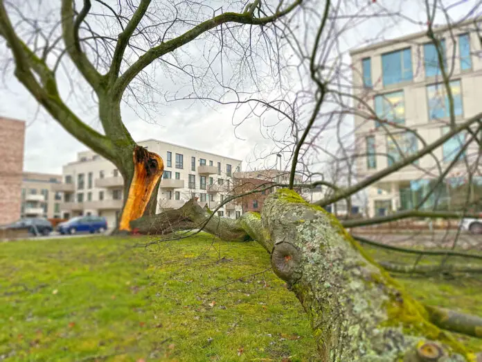 80 Jahre alter Ahorn im Osnabrücker Wissenschaftspark unter Schneelast gebrochen. / Foto: Pohlmann