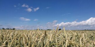 Türkei meldet Verlängerung von Getreideabkommen