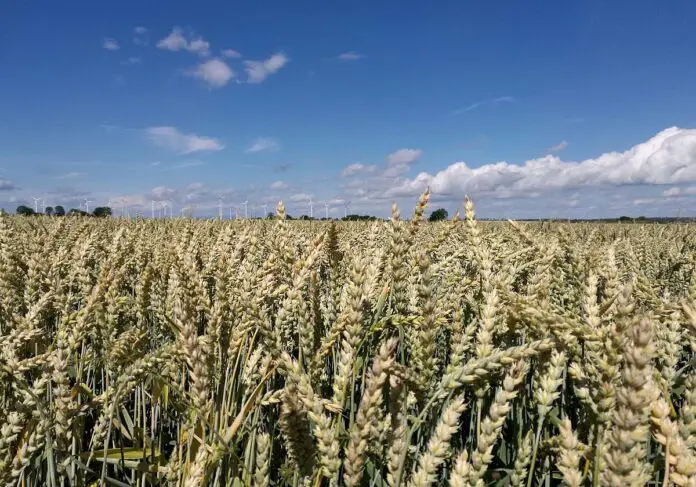 Türkei meldet Verlängerung von Getreideabkommen