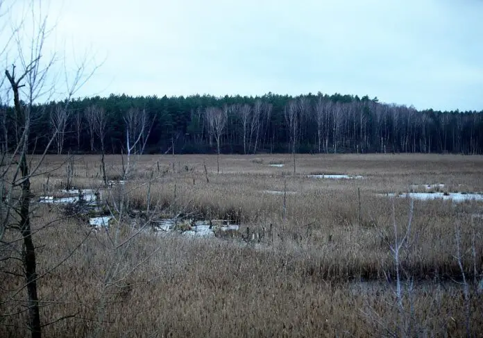 Grünen pochen auf Renaturierungsgesetz