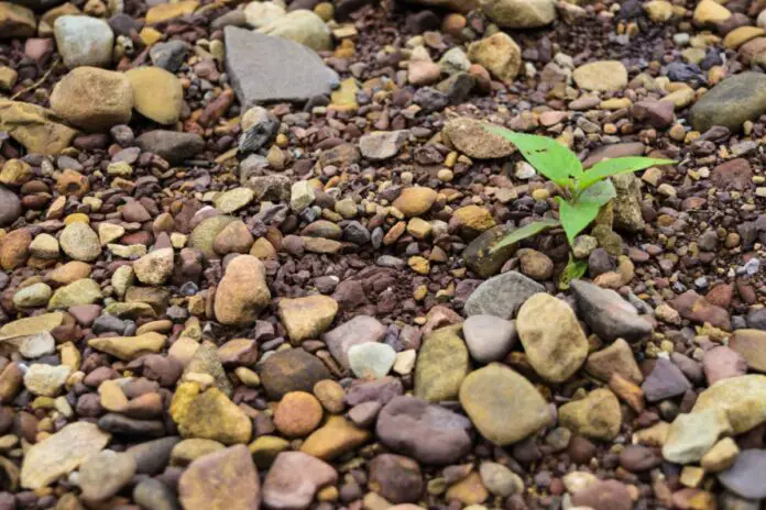 Kiesbeet, Schottergarten (Symbolbild)