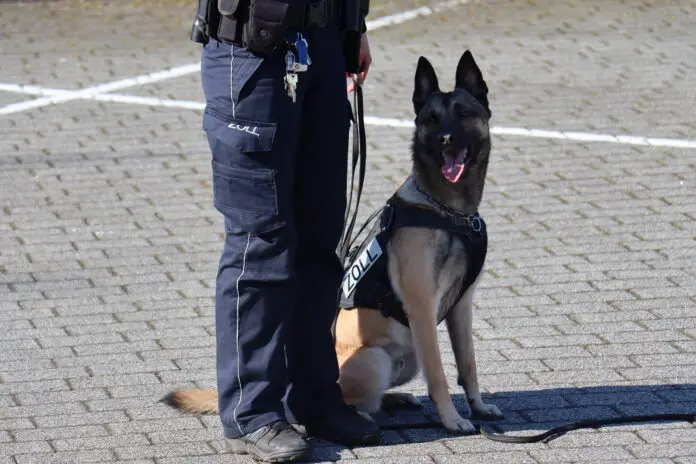 Der Osnabrücker Spürhund Cracker. / Foto: Hauptzollamt Osnabrück. Der Osnabrücker Spürhund Cracker. / Foto: Hauptzollamt Osnabrück.