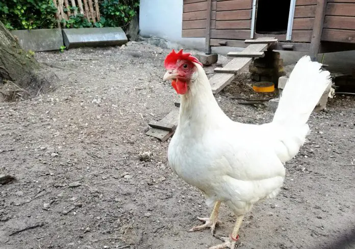 Agrarministerium will EU-weites Verbot des Kükentötens