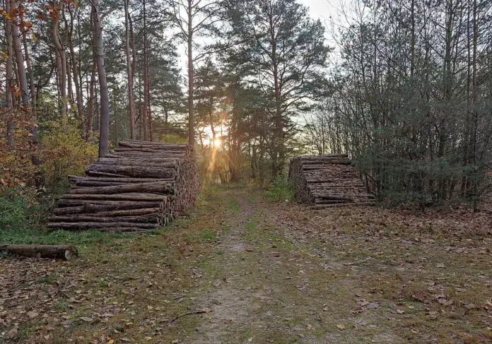 Holzeinschlag zurückgegangen