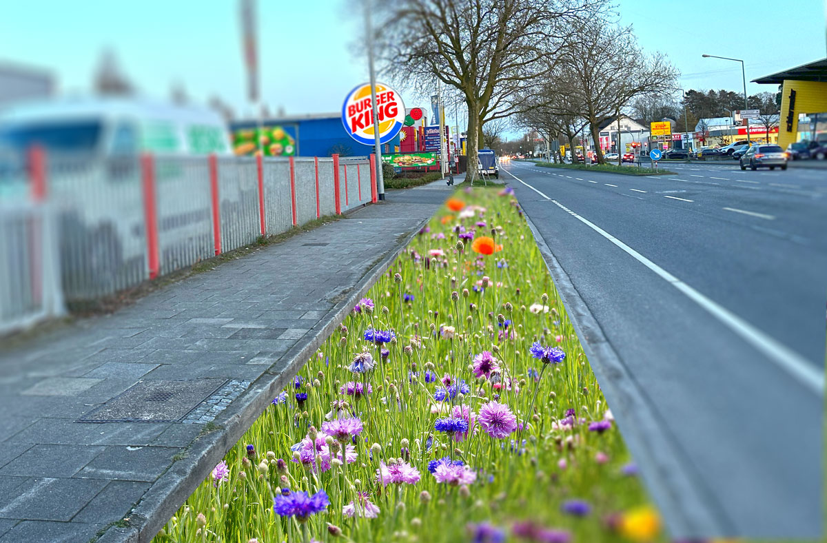Visualisierung "Pagenstecherstraße mit Blumenbeeten"