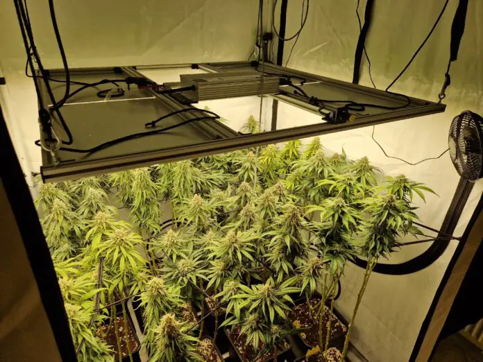 Die Cannabis-Plantage. / Foto: Polizei Osnabrück