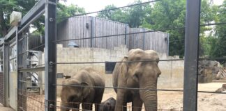 Elefantenalage im Zoo Osnabrück, hier mit Minh-Tan, Sita und Mutter Duanita