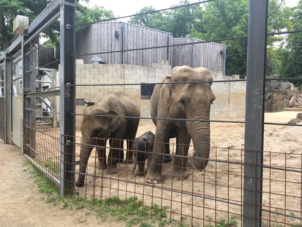 Nicht mehr zeitgemäß! Die Elefantenalage im Zoo Osnabrück, hier mit Minh-Tan seiner Schwester Sita und Mutter Duanita