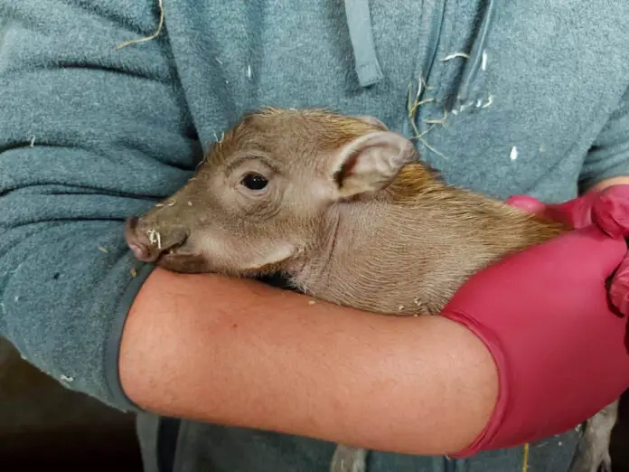 Bereits am 23. April erblickte ein junges Warzenschwein am Schölerberg das Licht der Welt. / Foto: Zoo Osnabrück