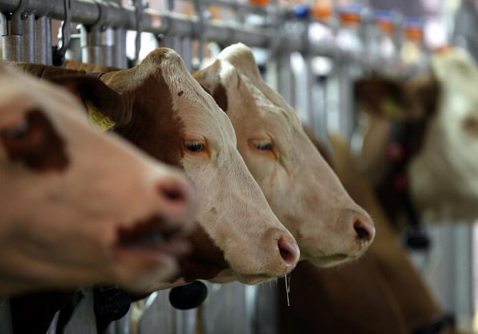 Ampel einigt sich auf Abgabe für Umbau der Tierhaltung