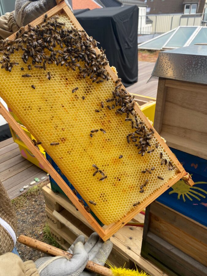 Blick auf die Bienenwabe. / Foto: Schäffer