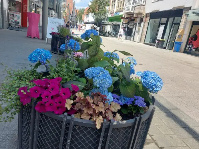 Blau und Pink strahlt es in der Krahnstraße. / Foto: Dayan